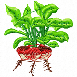 Radish Embroidery Design 7